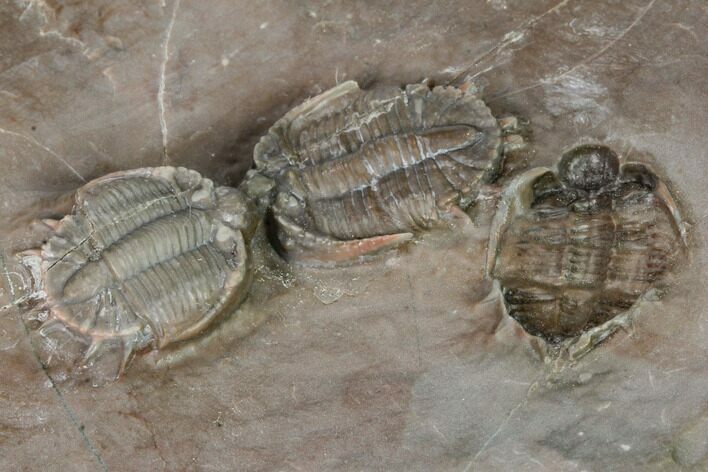 Cluster of Beautiful Basseiarges Trilobites - Jorf, Morocco #124893